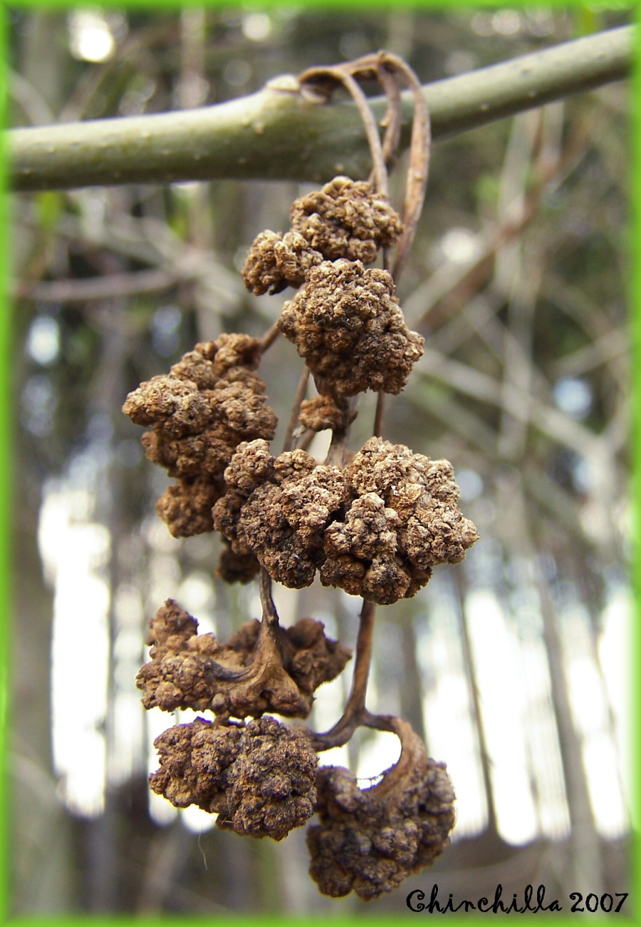Eriophyes fraxinivorus 